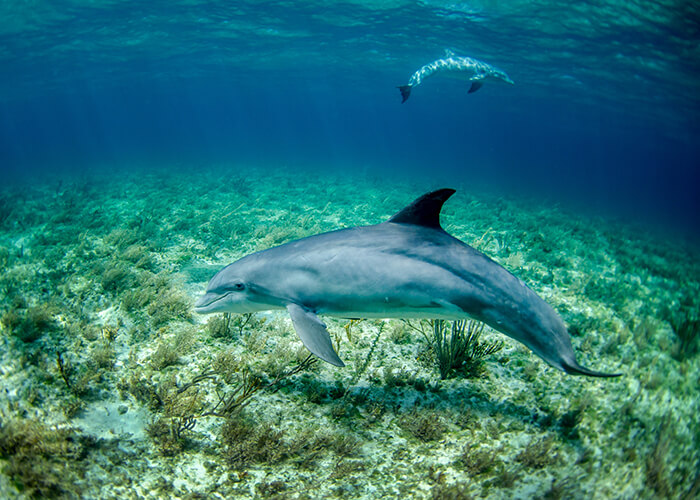 fleurieu coast normanville getaway dolphin